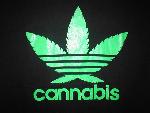 cannabis adidas